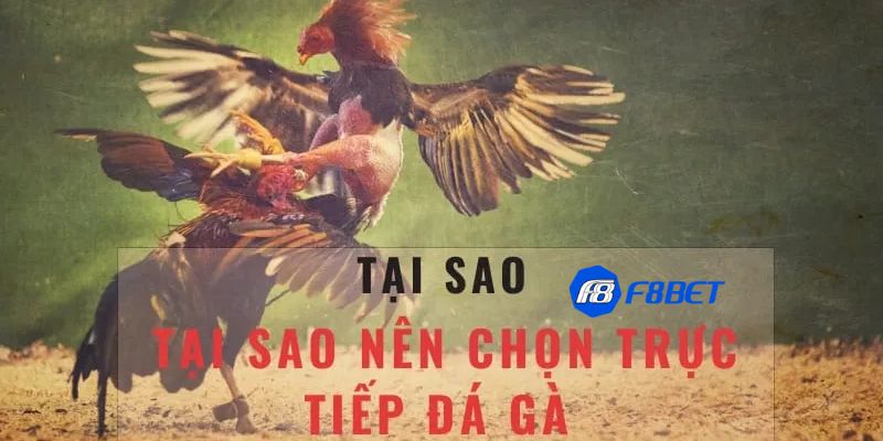 trực tiếp đá gà c3 hôm nay Trực tiếp đá gà c3 hôm nay: Khám phá hình thức thi đấu đặc sắc