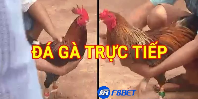 trực tiếp đá gà c3 hôm nay Vì sao trực tiếp đá gà c3 được cộng đồng cược thủ đánh giá cao?